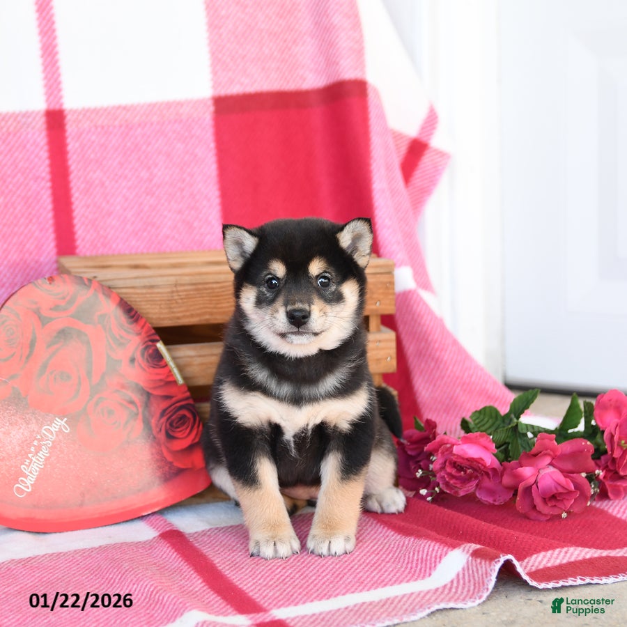 Shiba Inu dogs Britta  - Ad 6