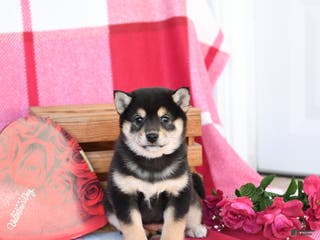 Shiba Inu dogs Britta - Ad 6