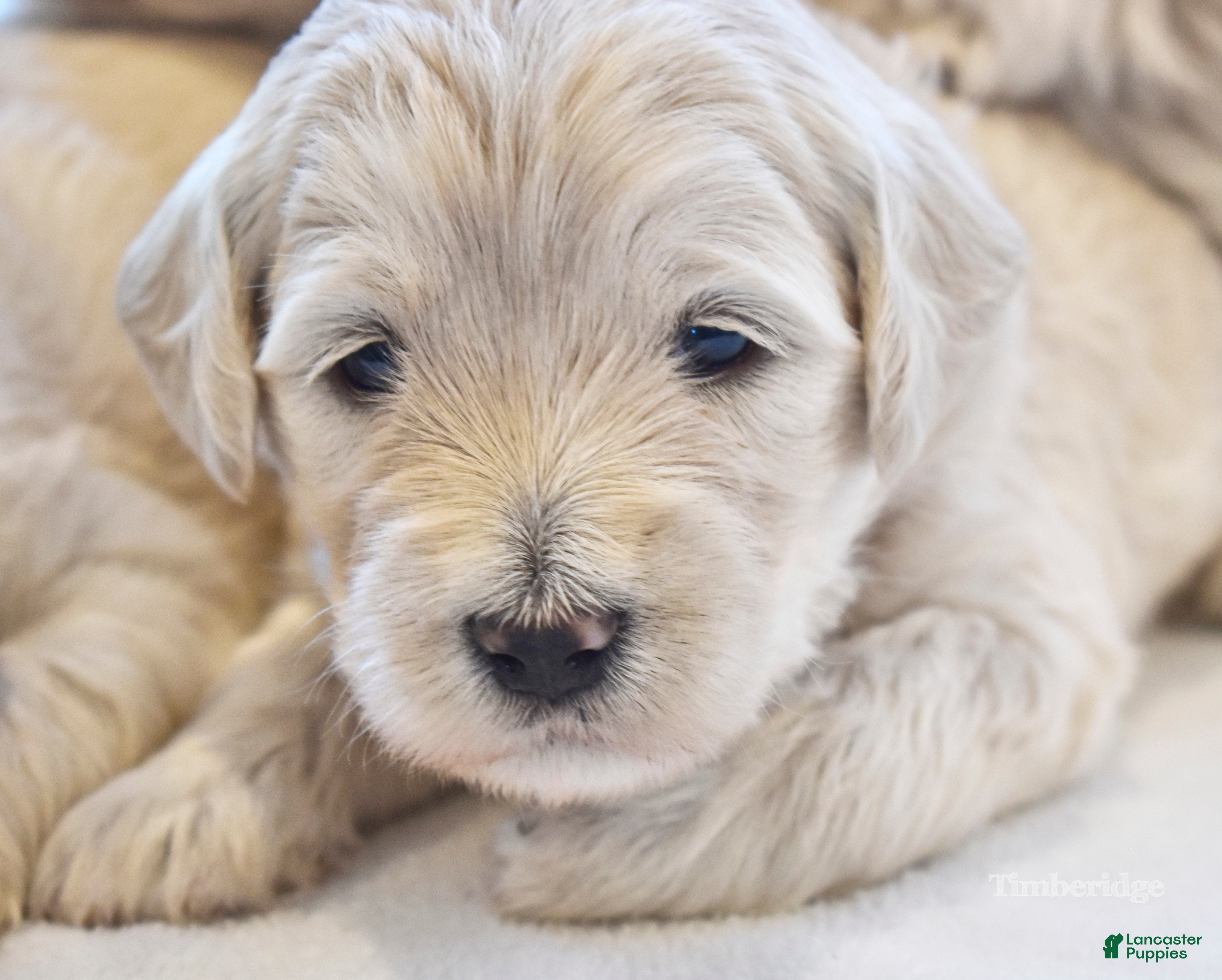 Goldendoodle dogs Blue - Ad 2