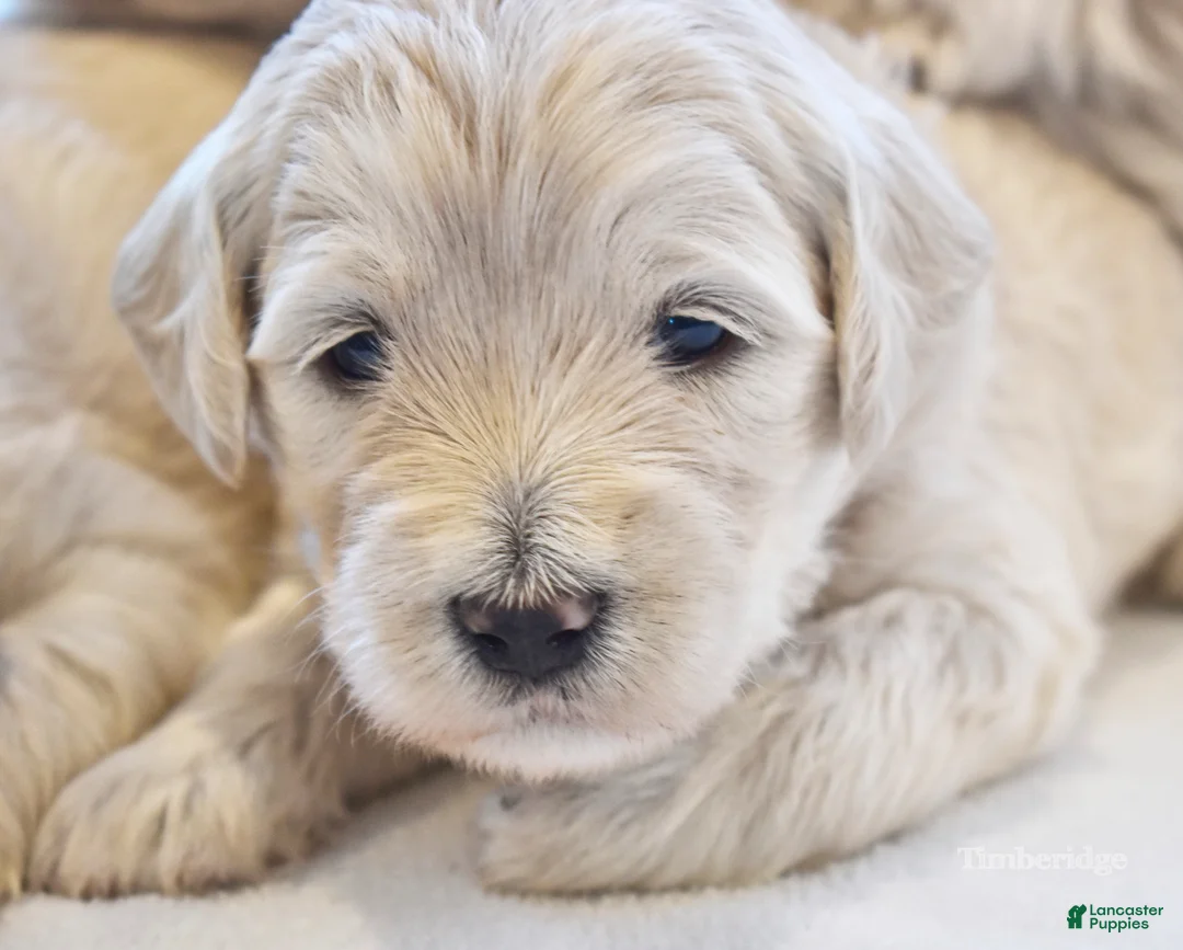 Goldendoodle dogs for sale: Blue - Ad 2