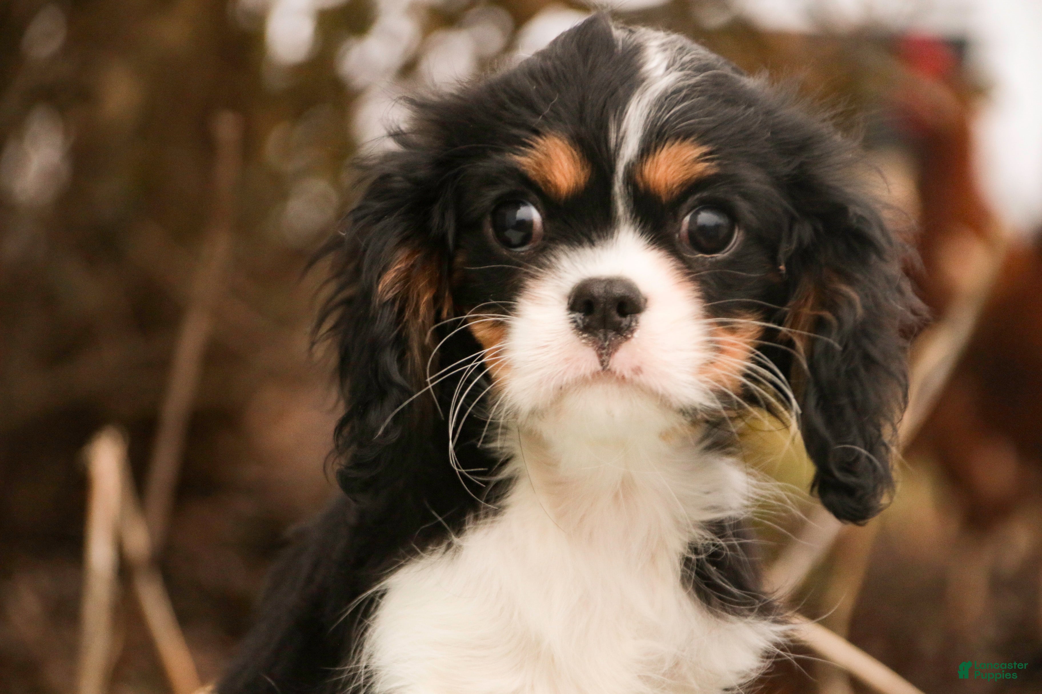 Cavalier King Charles Spaniel dogs Charlie - Ad 40