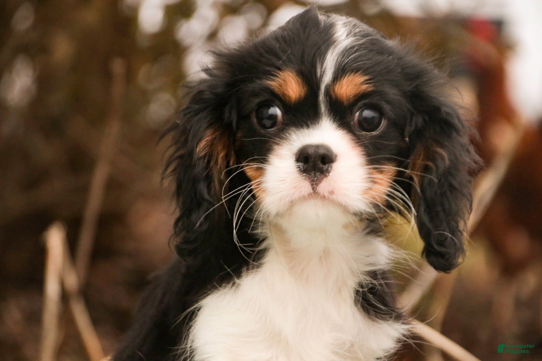 Cavalier King Charles Spaniel dogs for sale: Charlie - Ad 1
