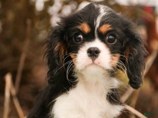 Cavalier King Charles Spaniel dogs Charlie - Ad 40