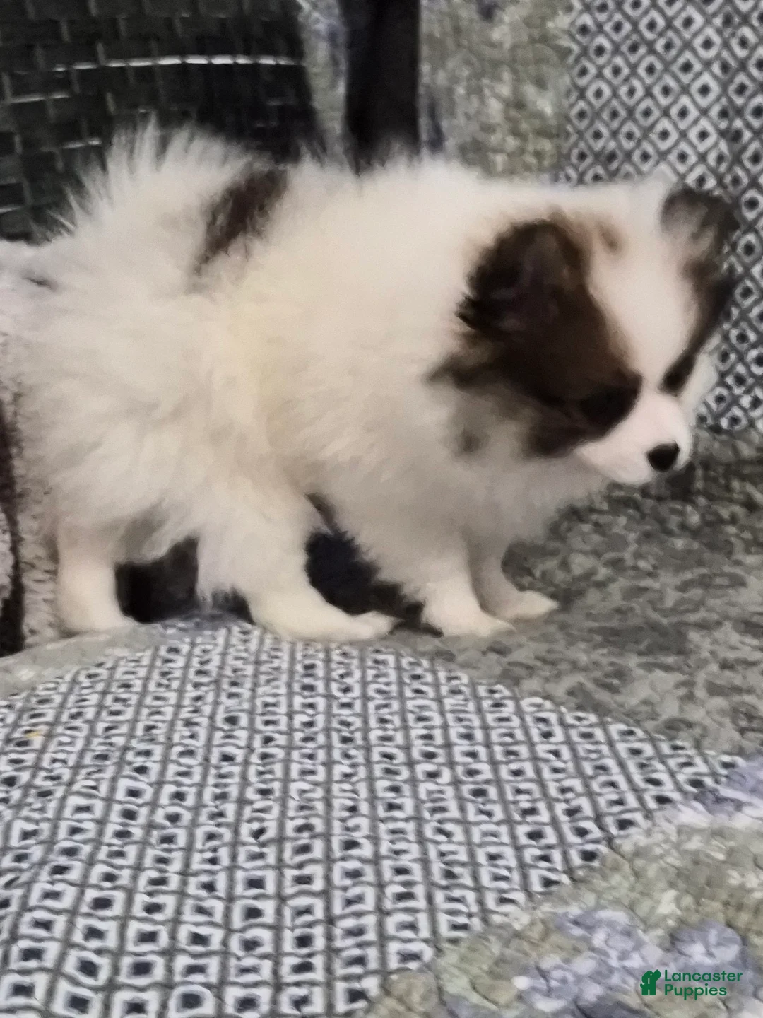 Pomeranian dogs for sale: Wednesday  - Ad 2