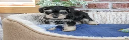 Miniature Schnauzer dogs for sale: Jeremy - Ad 9