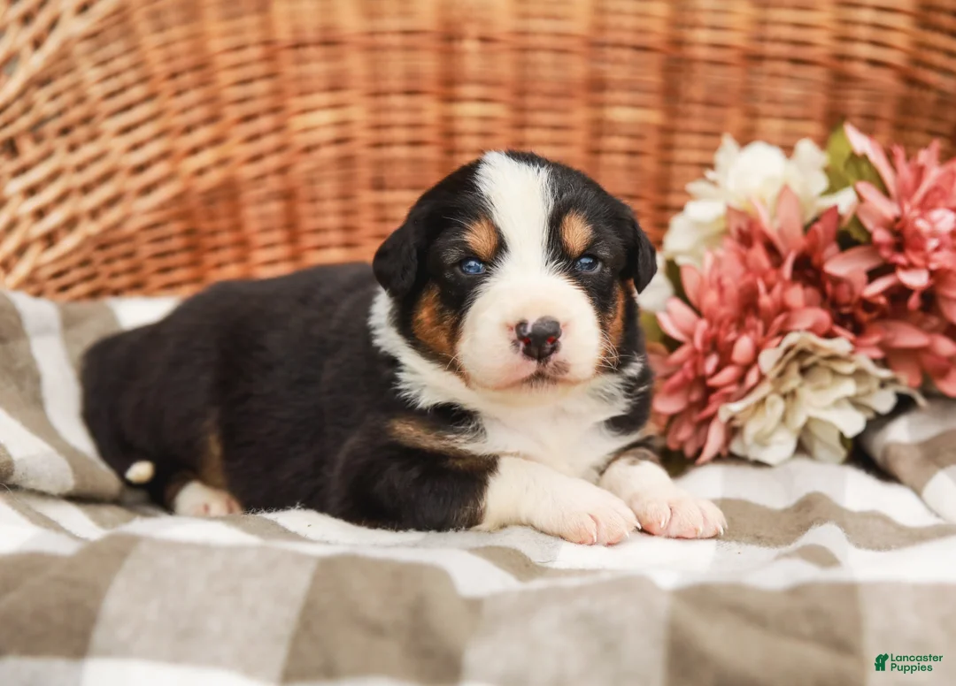 Australian Shepherd dogs for sale: Shadow - Ad 1
