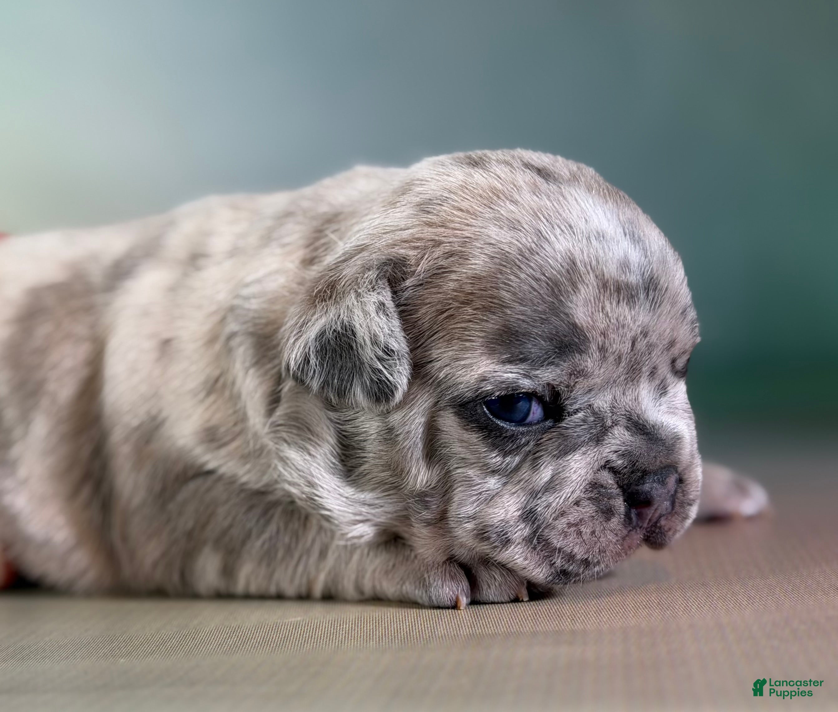 Mixed Breed dogs Jupiter DNA 88/12 - Ad 2