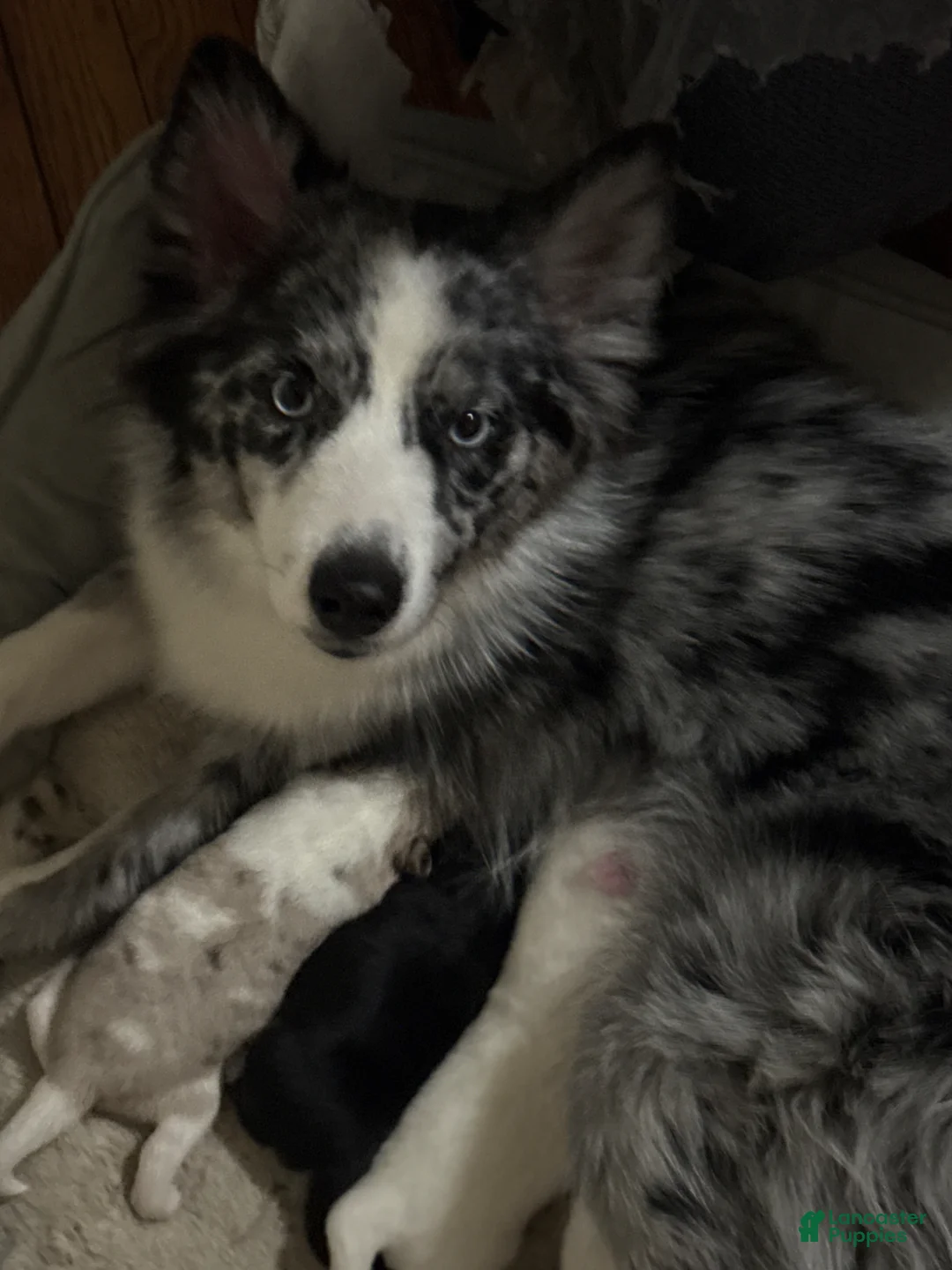 Pomsky dogs for sale: Cookie - Ad 11