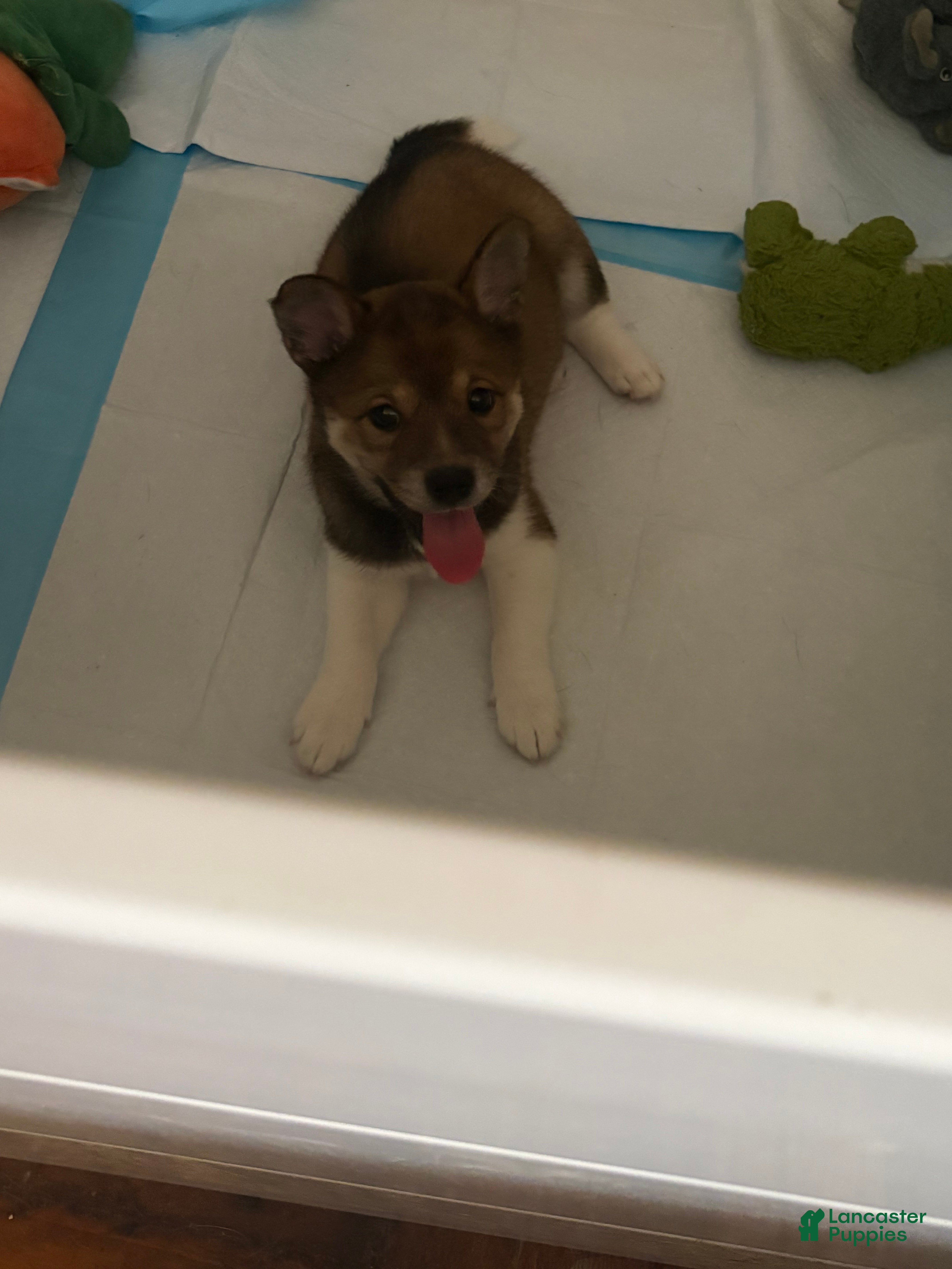 Mixed Breed dogs Bear - Ad 27
