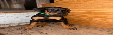 Green Collar Dobie