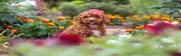 Cavapoo dogs for sale: Aspen - Ad 9