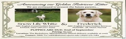 Golden Retriever dogs for sale: Golden Retriever 1 - Ad 2