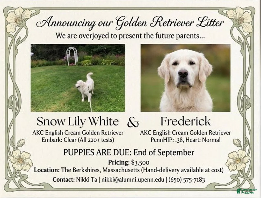 Golden Retriever dogs for sale: Golden Retriever 1 - Ad 2
