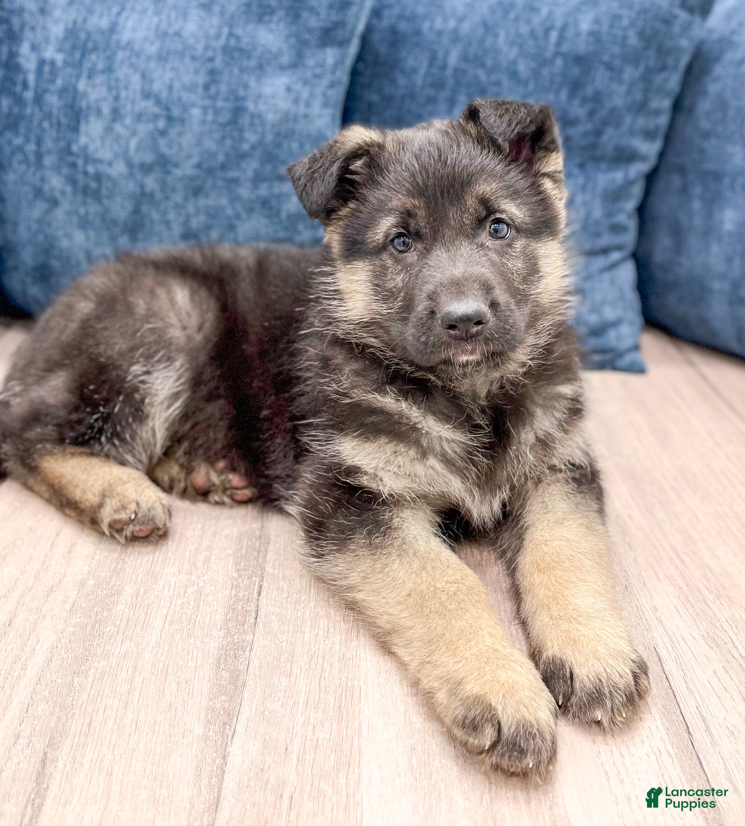 German Shepherd dogs Benson - Ad 2