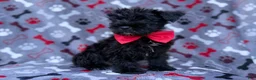 Miniature Schnauzer dogs for sale: Zeus - Ad 3
