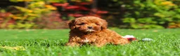 Cockapoo dogs for sale: Willow - Ad 4