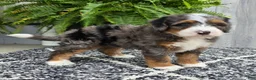 Mini Bernedoodle dogs for sale: Mini Jett - Ad 15