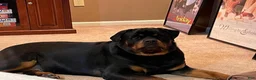Rottweiler dogs for sale: Rottweiler Puppy 1 - Ad 10