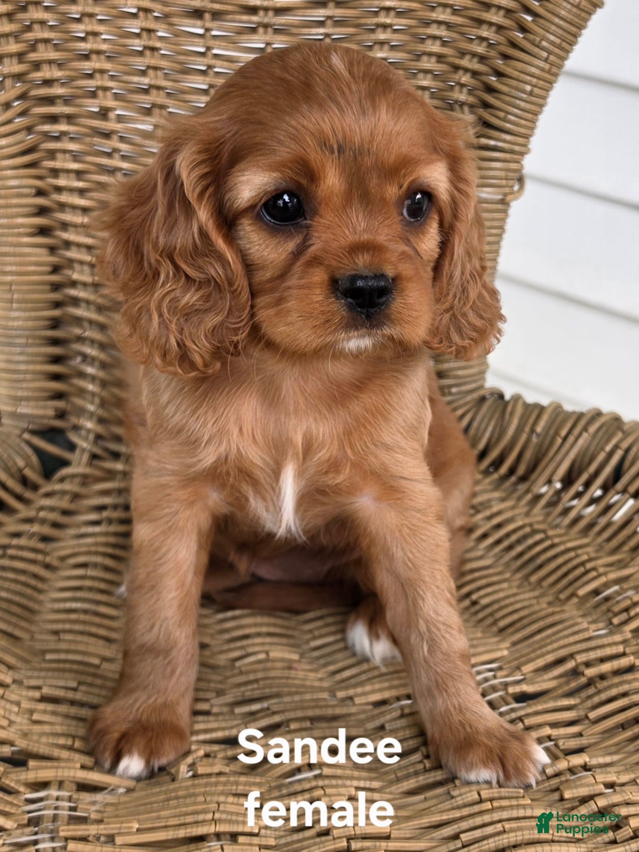 Cavapoo dogs for sale: SANDEE - Ad 4
