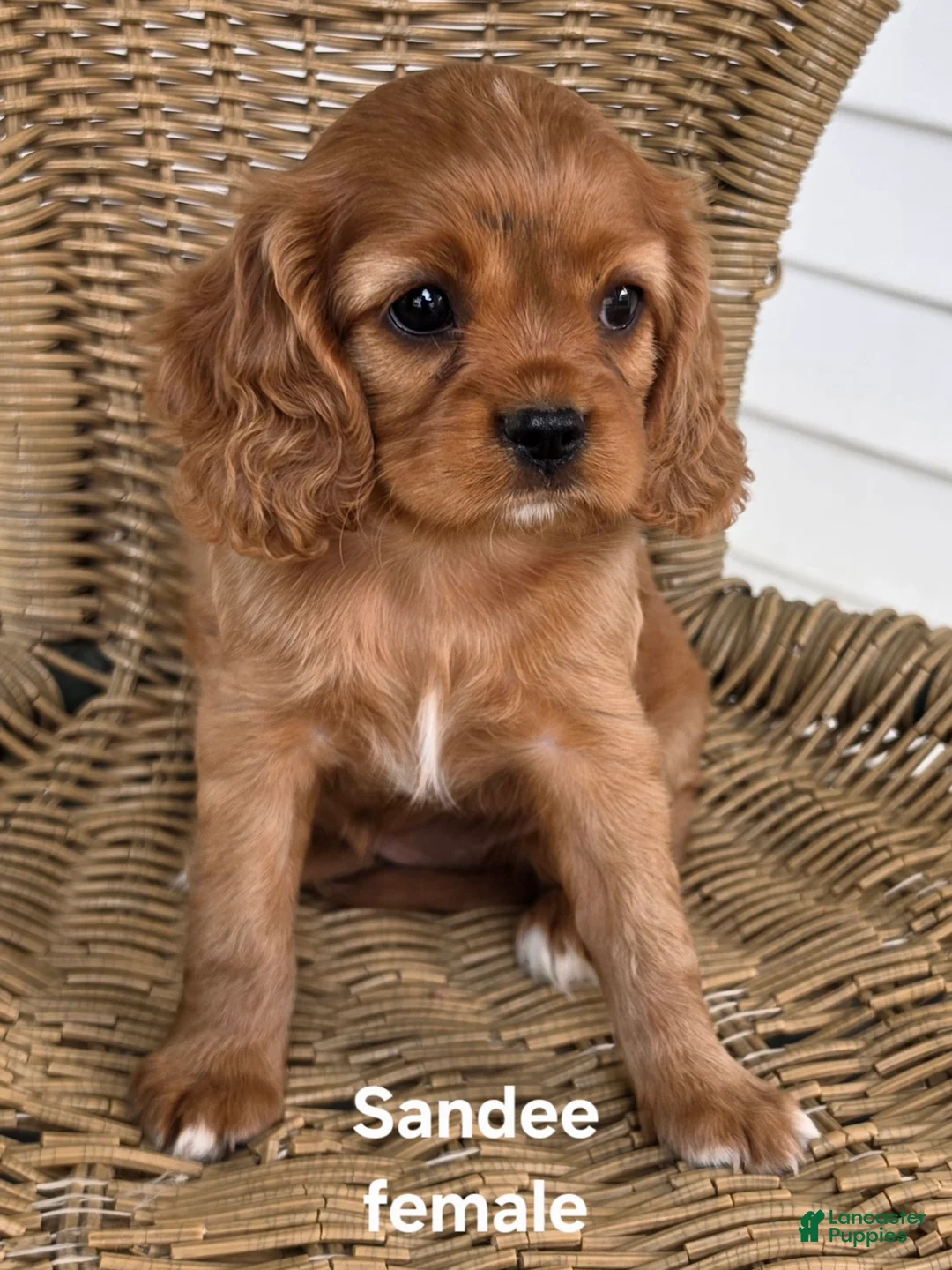 Cavapoo dogs for sale: SANDEE - Ad 1