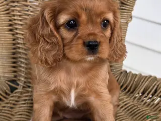 Cavapoo dogs SANDEE - Ad 9