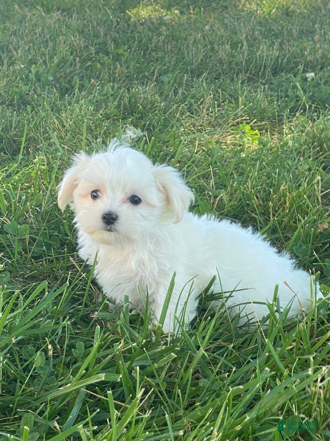 Maltese dogs for sale: Millie - Ad 2