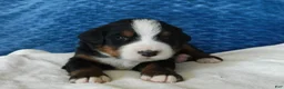 Bernese Mountain Dog dogs for sale: Bobby - Ad 5