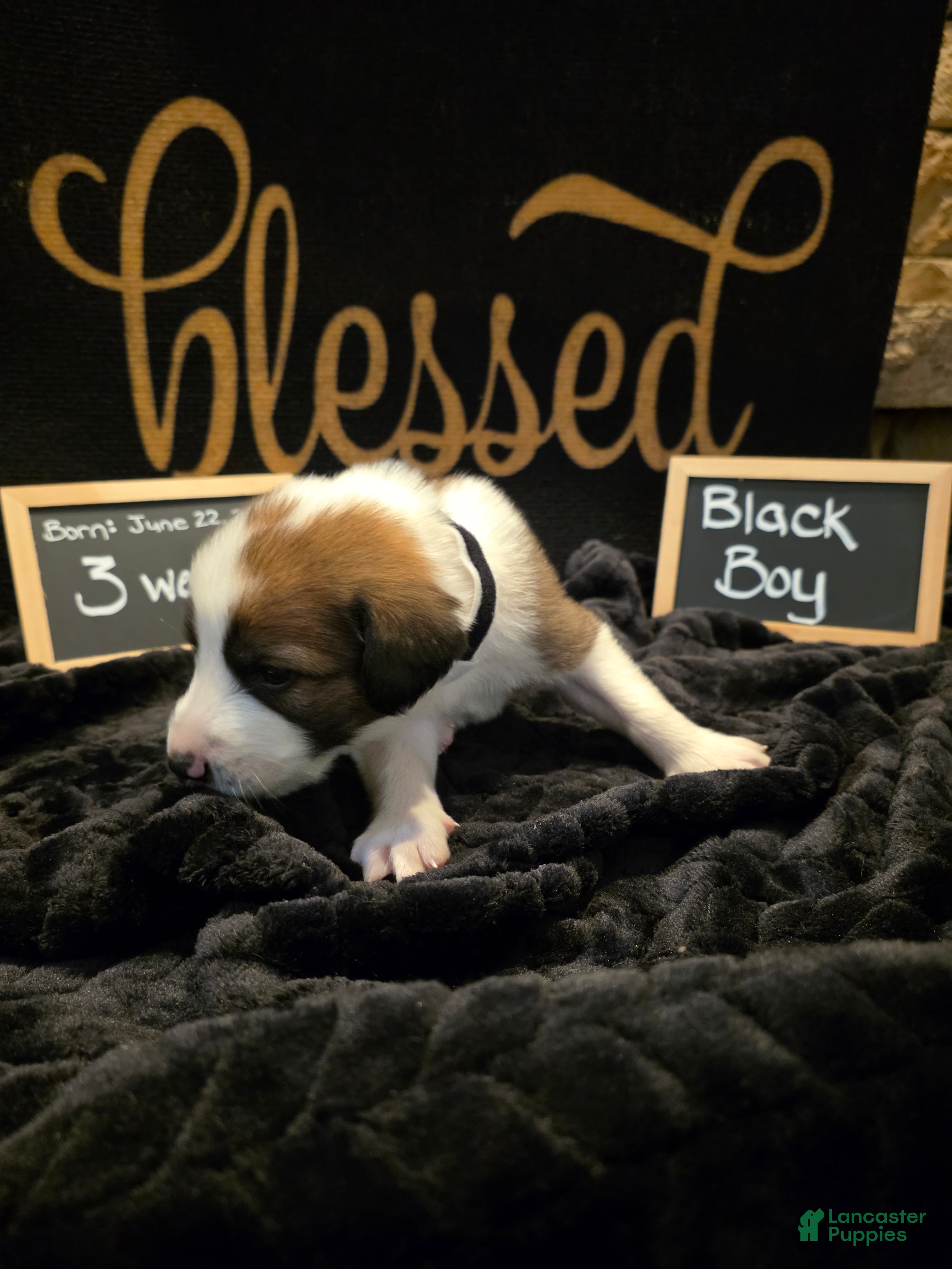 Mixed Breed dogs Black Boy - Ad 2