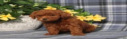 Miniature Poodle dogs for sale: Nevaeh - Ad 5
