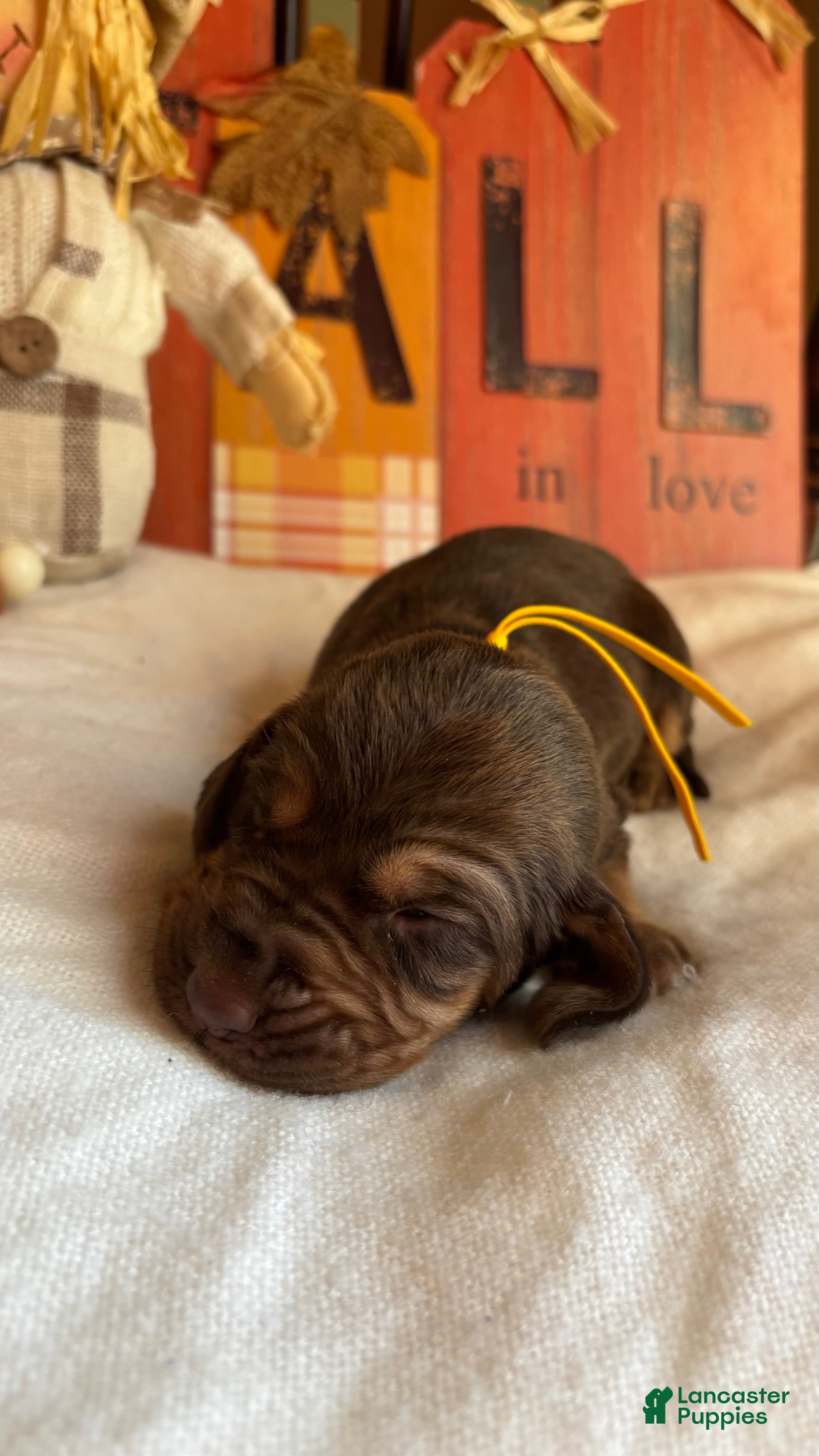 Bloodhound dogs Yellow collar female  - Ad 1