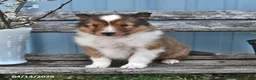 Shetland Sheepdog dogs for sale: Sam - Ad 4