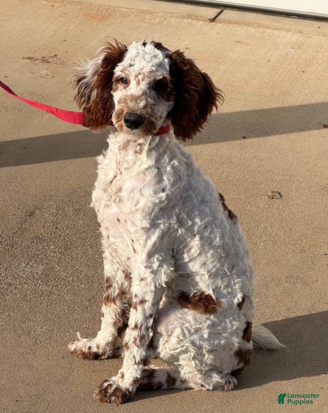 Mini Goldendoodle dogs for sale: Buster - Ad 5