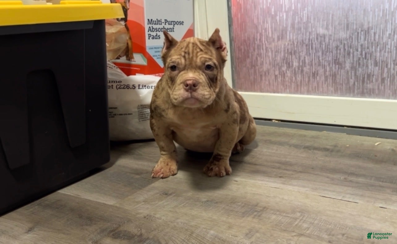 American Bully dogs American Bully Puppy 1 - Ad 2