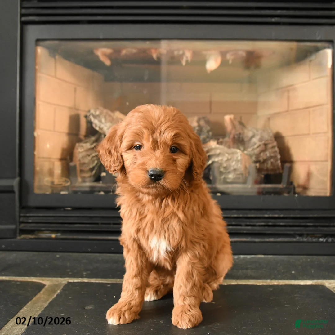Mini Goldendoodle dogs for sale: Eeyore - Ad 2