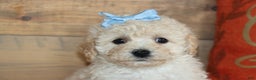 Bichpoo dogs for sale: Vicky - Ad 1