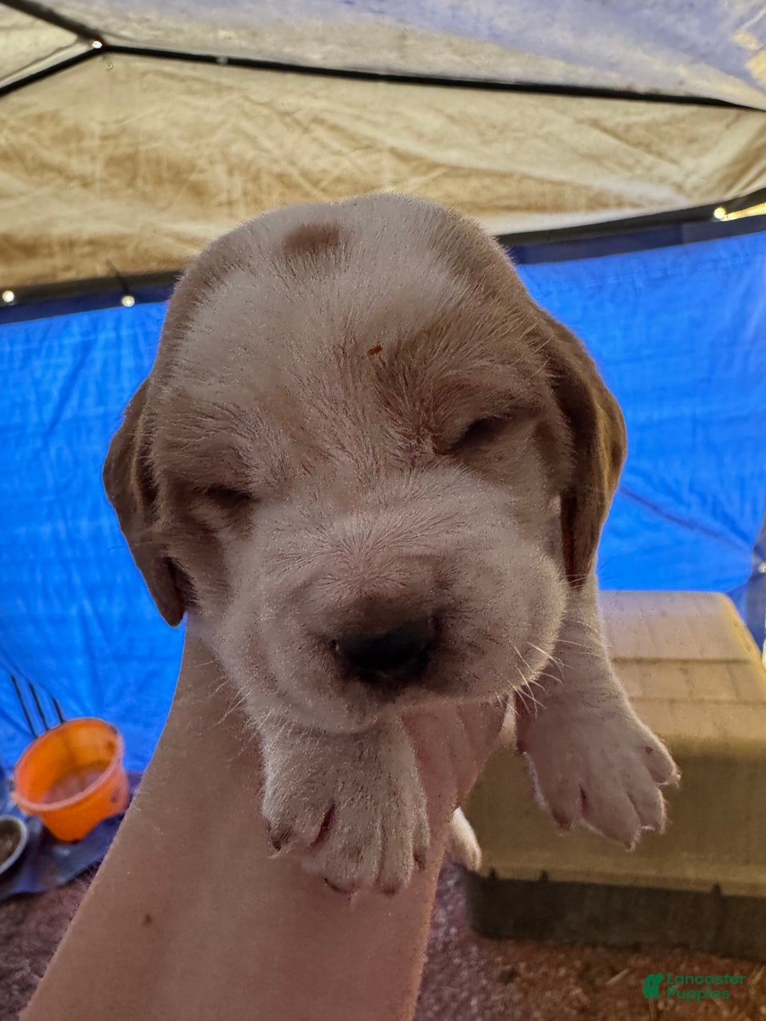 Basset Hound dogs for sale: Basset Hound Puppy 7 - Ad 1