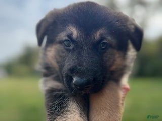 German Shepherd dogs - Ad 27