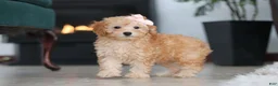 Schnoodle dogs for sale: Rosie - Ad 3