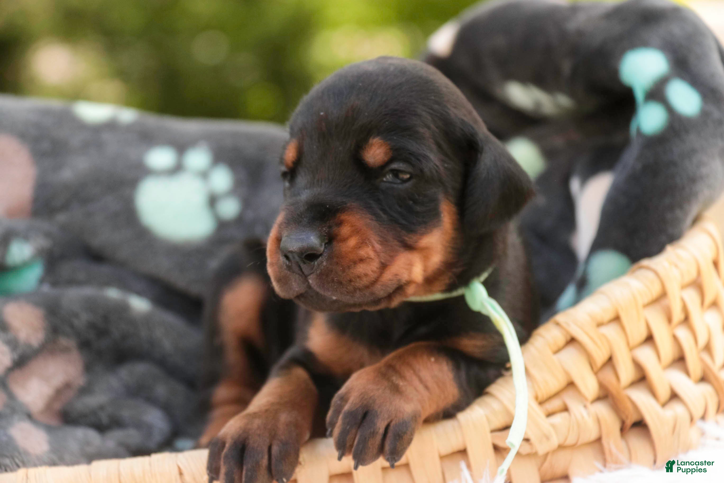 Doberman Pinscher dogs Reverie - Ad 2