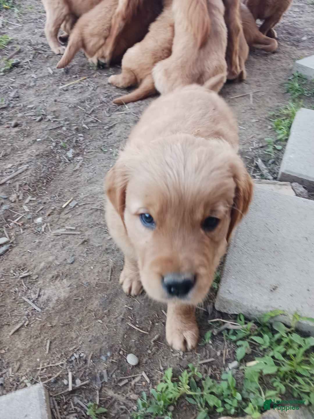 Golden Retriever dogs for sale: Remus - Ad 1