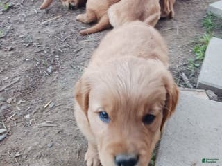 Golden Retriever dogs Remus - Ad 27
