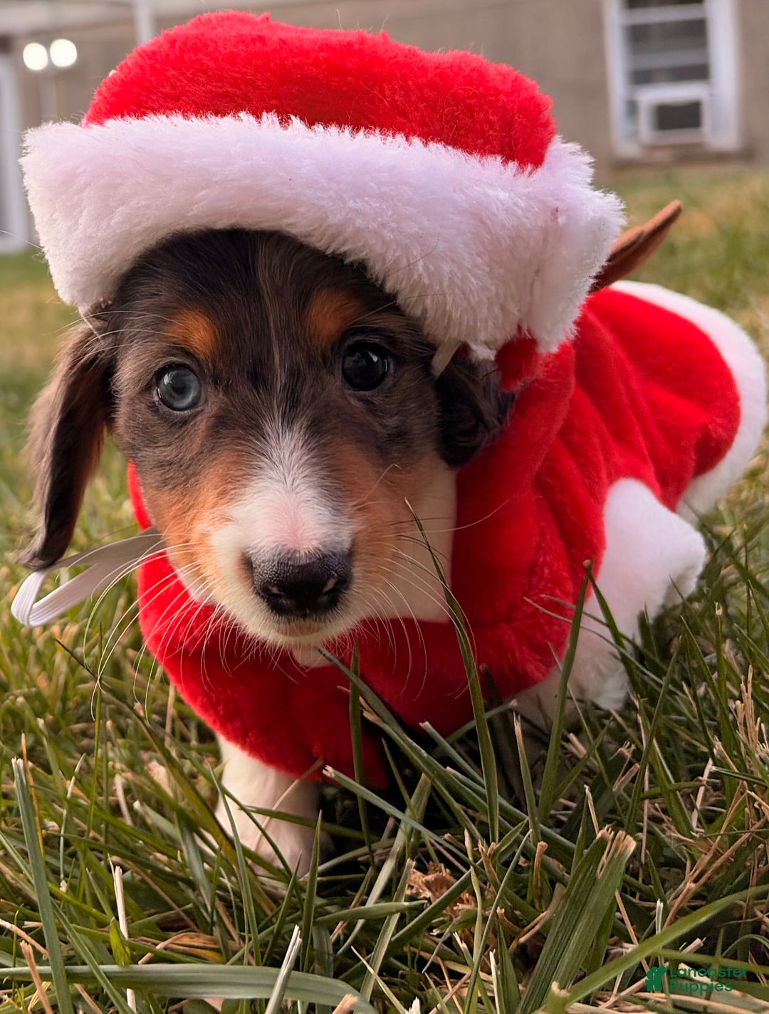 Miniature Dachshund dogs for sale: Nutmeg - Ad 4