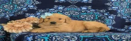 Golden Retriever dogs for sale: Magnolia - Ad 4