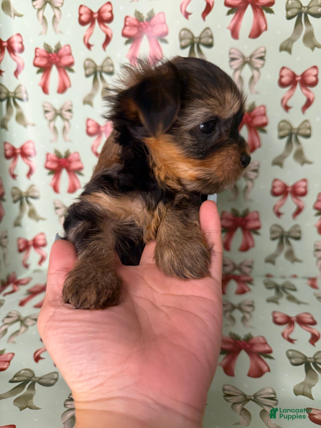 Yorkshire Terrier dogs for sale: Pumpkin - Ad 6