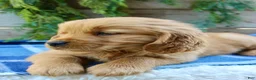 Golden Retriever dogs for sale: Barney  - Ad 3