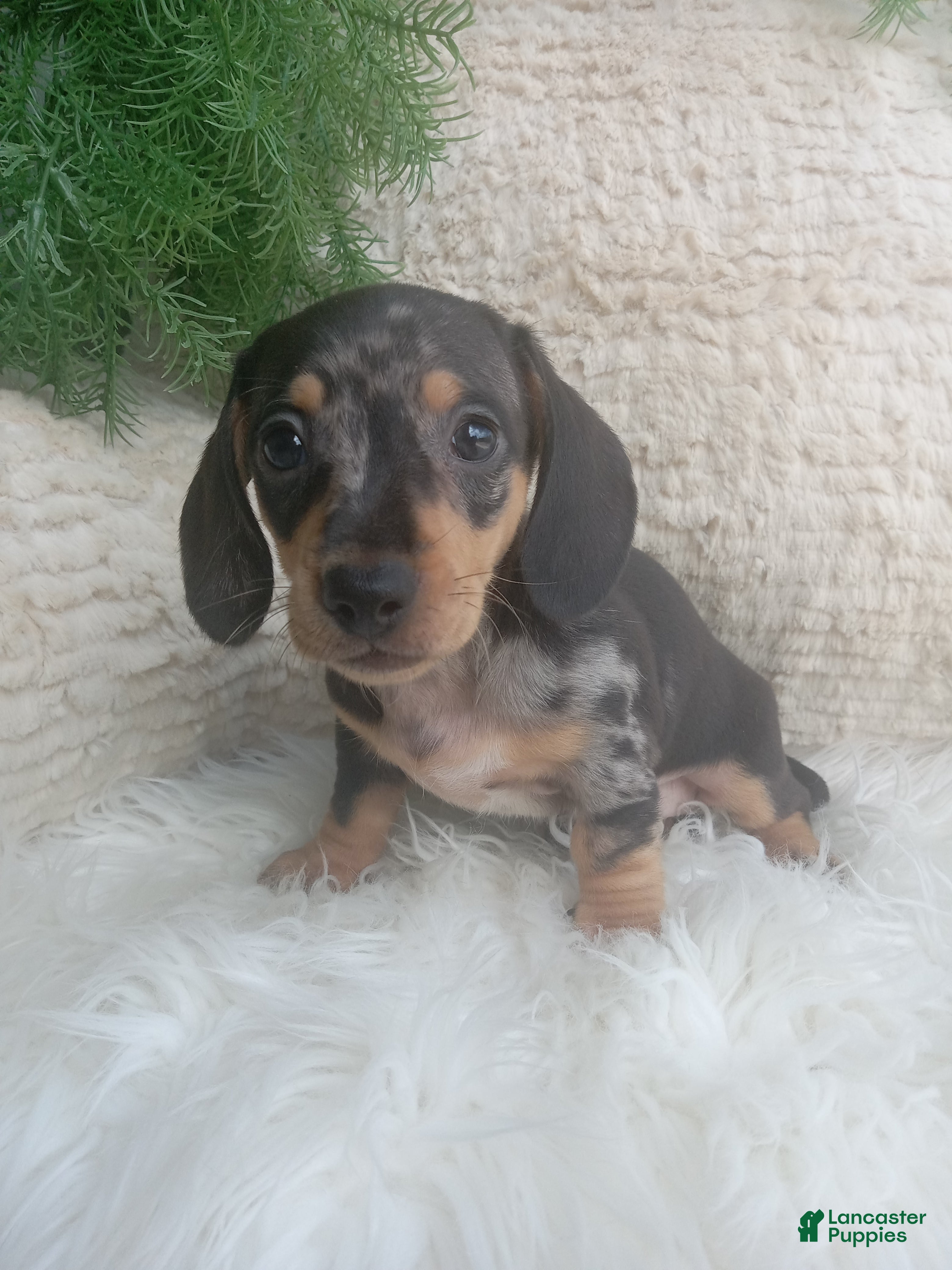 Dachshund dogs Macy - Ad 1