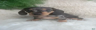 Macy