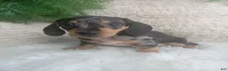 Dachshund dogs for sale: Macy - Ad 1