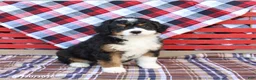 Mini Bernedoodle dogs for sale: Graham - Ad 4
