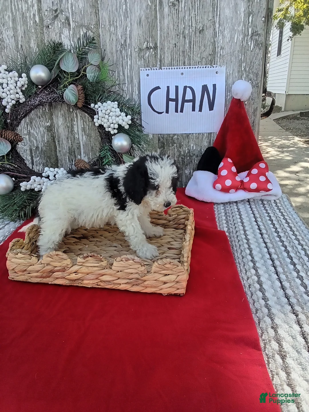 Bernedoodle dogs for sale: Bernedoodle 2 - Ad 1